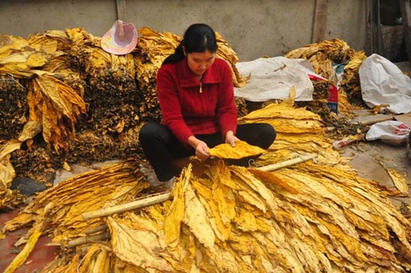 电亮“船城金叶” 