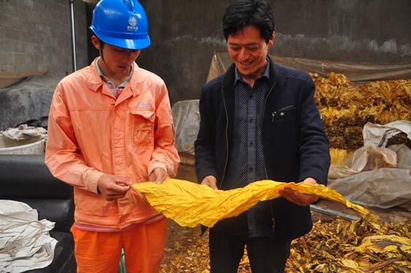 电亮“船城金叶” 