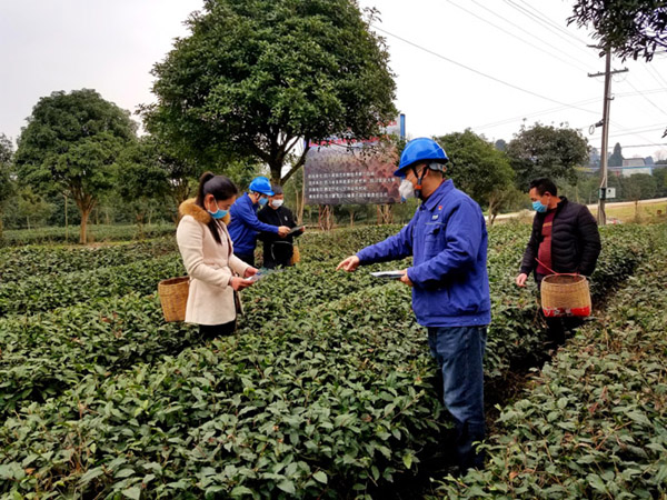【抗击疫情】供电服务不断 春茶上市不误