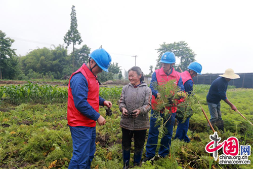 中国网：四川德阳：川芎熟了老人发愁 电力党员上门帮收2.png
