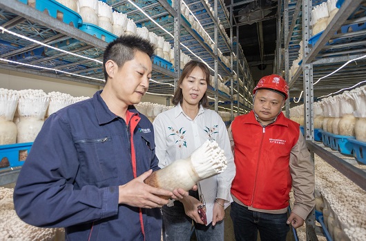 公司党组学习贯彻习近平总书记重要论述<br>研究部署进一步推动金融高质量发展措施