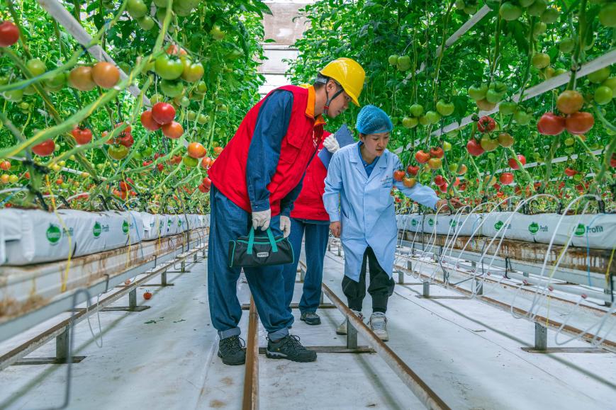 沿着总书记的足迹｜电力服务赋能新疆特色产业发展