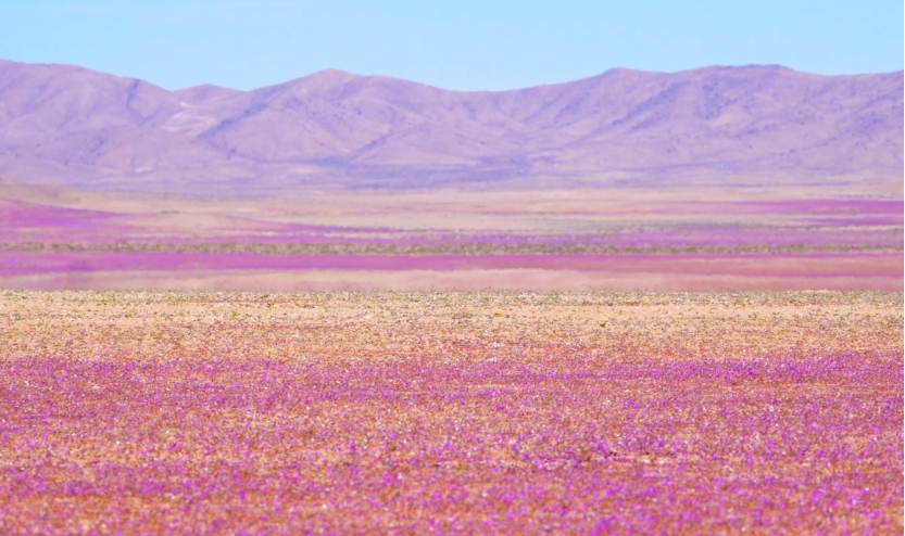 学习贯彻公司“两会”精神｜服务共建“一带一路” 推进国际业务高质量发展