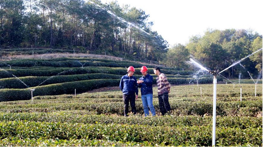 【新华社】电力赋能岩茶产业